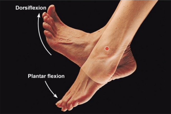 Ankle Dorsiflexion